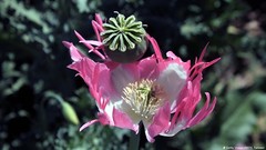 1,000 Rare Afghan Laciniated Poppy Seeds P. Somniferum Fringed & Serrated Blooms
