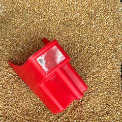 1000 Stratified American Ginseng Seeds. Grow your own Wild Ginseng Roots