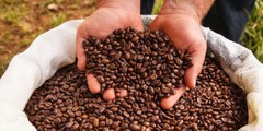 2 lb 5 lb 10 lb PERU FRESH ROASTED SINGLE ORIGIN COFFEE BEANS – ARABICA ORGANIC