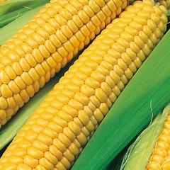 Bodacious Hybrid Yellow Sweet Corn Seeds Free Shipping!