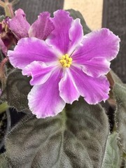 African Violet Plant RS Queen Olga Starter Plant Standard