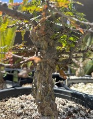 Operculicarya decaryi – Madagascar Elephant Tree – 3 years old