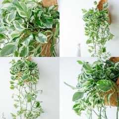 Pothos ‘Pearls and Jade’ – 3 Cuttings – 4”-5” Devil’s Ivy Indoor House Plant