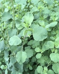 PAPALO Herb 750 Seeds (Porophyllum) Medicinal, Organic Pore leaf Harvested 6/26