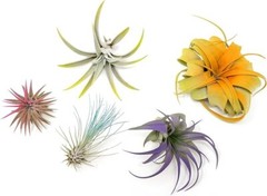 5 Colorful Air Plants Pack – Live Tillandsias – Easy Care Indoor/Outdoor Decor