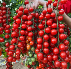 100+ WATERFALL TOMATOES SEEDS – SWEET – HIGH YIELD – HEIRLOOM – ORGANIC — RARE