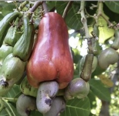 10 Cashews Seeds Red Indonesian Cashew For Planting