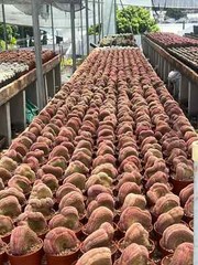 6-8CM Cactus Plant Echinocereus Rigidissimus Rubispinus Cristata Cactaceae Plant