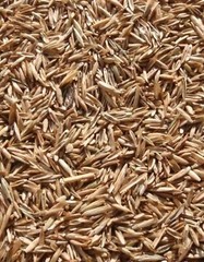 Annual Ryegrass Seeds for Planting – Premium Quality Rye Grass