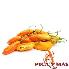 30 YELLOW AJI PERU CEVICHE CHILLI SEEDS SEEDS 100% GUARANTEED