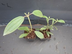 ~~ Ecuador Purple Princess Glory Bush Plant~~Tibouchina Lepidota grandifolia~~