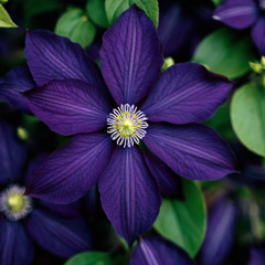 25 Dark Purple Clematis Seeds Flower Seed Perennial Flowers Vine US SELLER