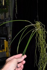 Orchid Species Brassavola cucullata ( Nice Large Plant )