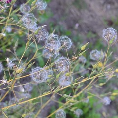 Earthcare Seeds Wild Lettuce 50 (Lactuca virosa) Heirloom – Non Rosette