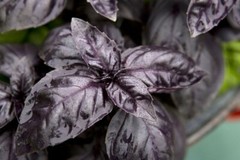 Dark Opal Basil Seeds, NON-GMO, Purple Basil, FREE SHIPPING