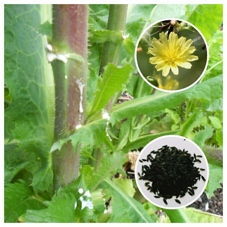 Wild Lettuce (Lactuca virosa) 175-200 Seeds *Free International Shipping*