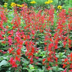 Sage RED SCARLET SALVIA Annual, Perennial Hummingbird Flowers Non-GMO 500 Seeds!