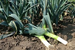1,000 Large American Flag Leek Seeds | Broad London Leek – Cold Hardy Classic