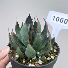 1Pieces 8cm Seedgrowth RareCactis Plant Agave Praying Hands Beautiful Outdoors