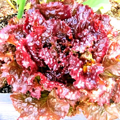 1000+ RUBY LETTUCE SPRING MIX SALADS GARDEN VEGETABLE HARDY HEIRLOOM NON-GMO USA