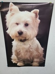vintage dog poster 24.25″ X 36.50″ Printed In Netherland 1983