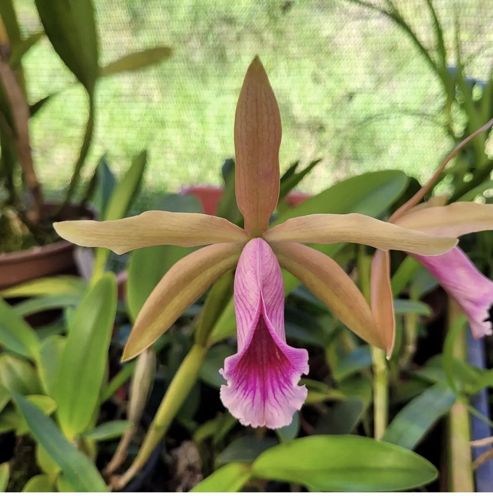 Cattleya Ruth Ciejka Pink White Yellow Amber Orchid Eros Hybrid 2” Pot