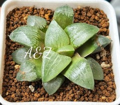 Succulent :Haworthia Bayeri * Comptoniana 4 Years Old Seedling With Cloud