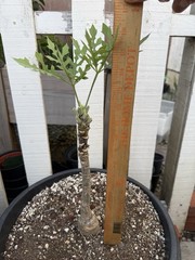 Adenia Volkensii tree