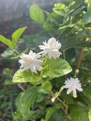 3 Years Old big Size Double Petals Jasmine Fragrant In 3 Gallons Pot 24 In Tall