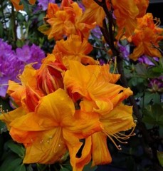 KLONDYKE~~Azalea Rhododendron~Well Rooted Starter Plant~MAY BE DORMANT!