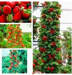 100++ White Wild Strawberry Seeds – White Soul (Fragaria Vesca White Soul) USA
