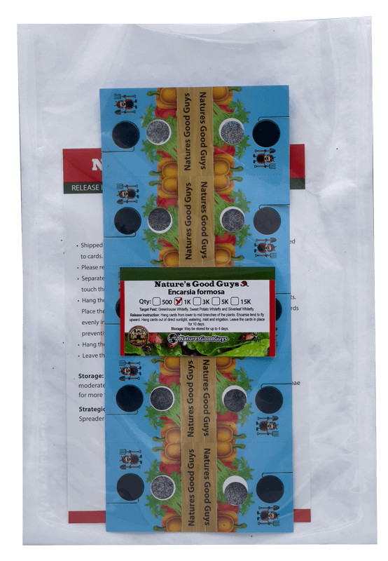 1,000 Encarsia Formosa Eggs for Whitefly Control (10 hanging cards)