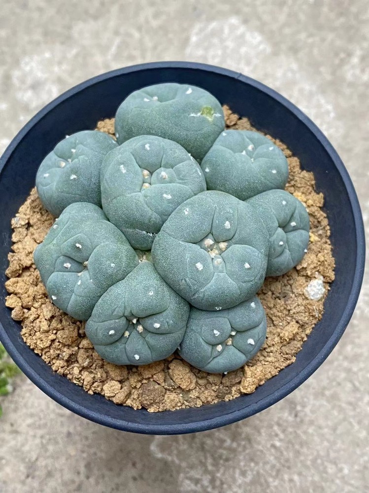 6-8cm cactus Succulent Multiple heads Plant Garden beautiful Plant seedgrowth