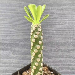 8CM Succulent Cactus Plant Euphorbia Royleana Spineless Euphorbiaceae Beautiful