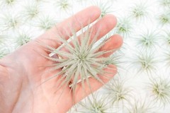 Rare Tectorum Ecuador Air Plants – Bright White – Sale Packs