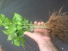 Live Plants -Shrubs -Trees 30 days old, 6″ to 10″ tall Ready to Plant seedlings
