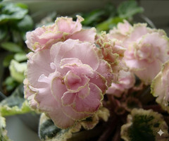 African Violet Plant Ma’s Corsage Starter Plant Standard