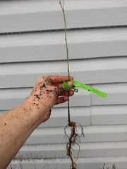 1 Dormant American plum starter plant, flowering fruit shrub/tree .Zones 3-8.