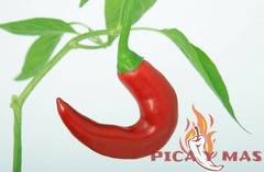 SERRANO ROJO 30 SEEDS 100% GUARANTEED SPICY CHILLI CHILLI PEPPER