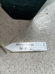 Microgramma sp. 1 Ecuador 4 Inch Pot Rare