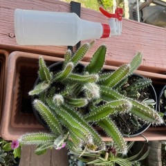 Dog tail cactus rooted Easy care . Soft thorns . Bare root plants from 3-7 ins