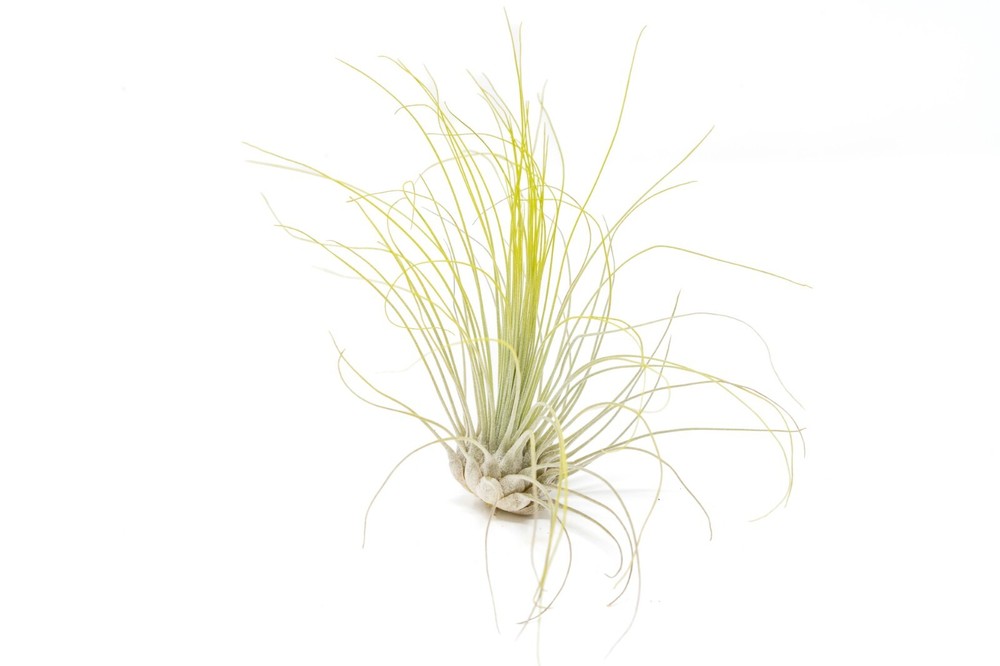 Bright Green Tillandsia Air Plants – Color Enhanced Easy Care Indoor/Outdoor