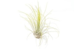 Bright Green Tillandsia Air Plants – Color Enhanced Easy Care Indoor/Outdoor