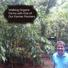 Organic Cumin Powder