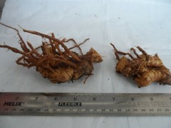 2 Shampoo Ginger Rhizomes, Zingiber Zerumbet, Pine Cone, Free Ship w/ Free Offer