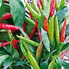 50+ Thai Hot Pepper Seeds | Heirloom ,Non-GMO – USA Seller, Free Shipping.