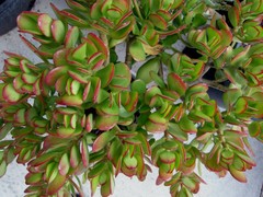 Green and Red Color Jade Succulent Crassula Ovata Plants 2 Cuttings