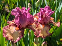 ‘Innocent Star’ TB Bearded Iris Rhizome PRE-SALE to Ship Aug/Sept