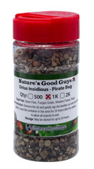 NaturesGoodGuys Orius Pirate Bugs Predatory Bug