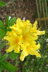 LEMON LIGHTS~Aromi Azalea Rhododendron Hybrid~STARTER Plant~MAY BE DORMANT!